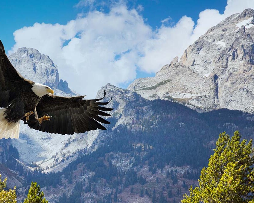 bald eagle soaring over the Teton Mountains; Isaiah 40:31