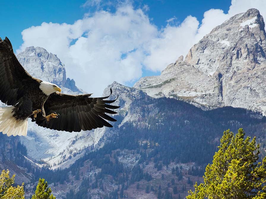 bald eagle soaring over the Teton Mountains; Isaiah 40:31