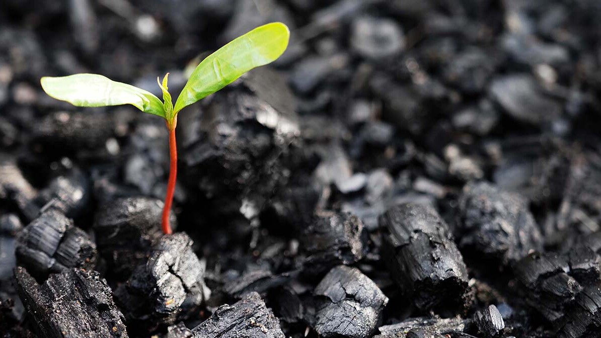 Beauty for Ashes, green sprout coming up through burnt ashes after a wildfire