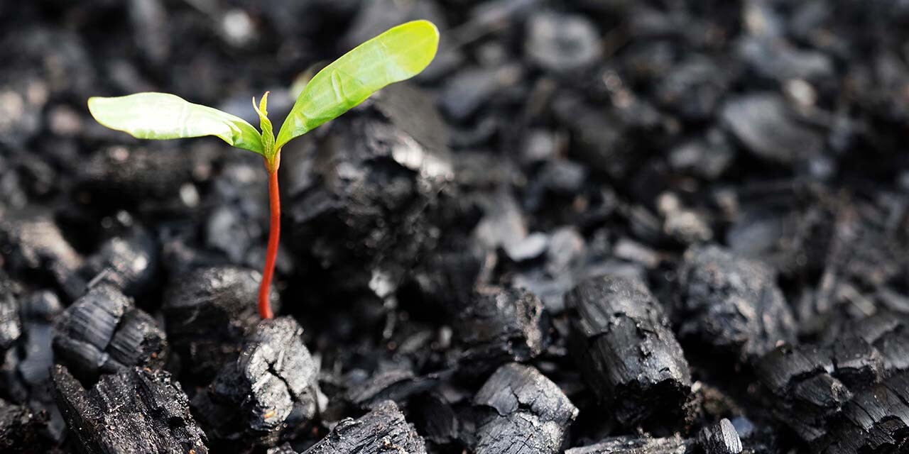 Beauty for Ashes, green sprout coming up through burnt ashes after a wildfire