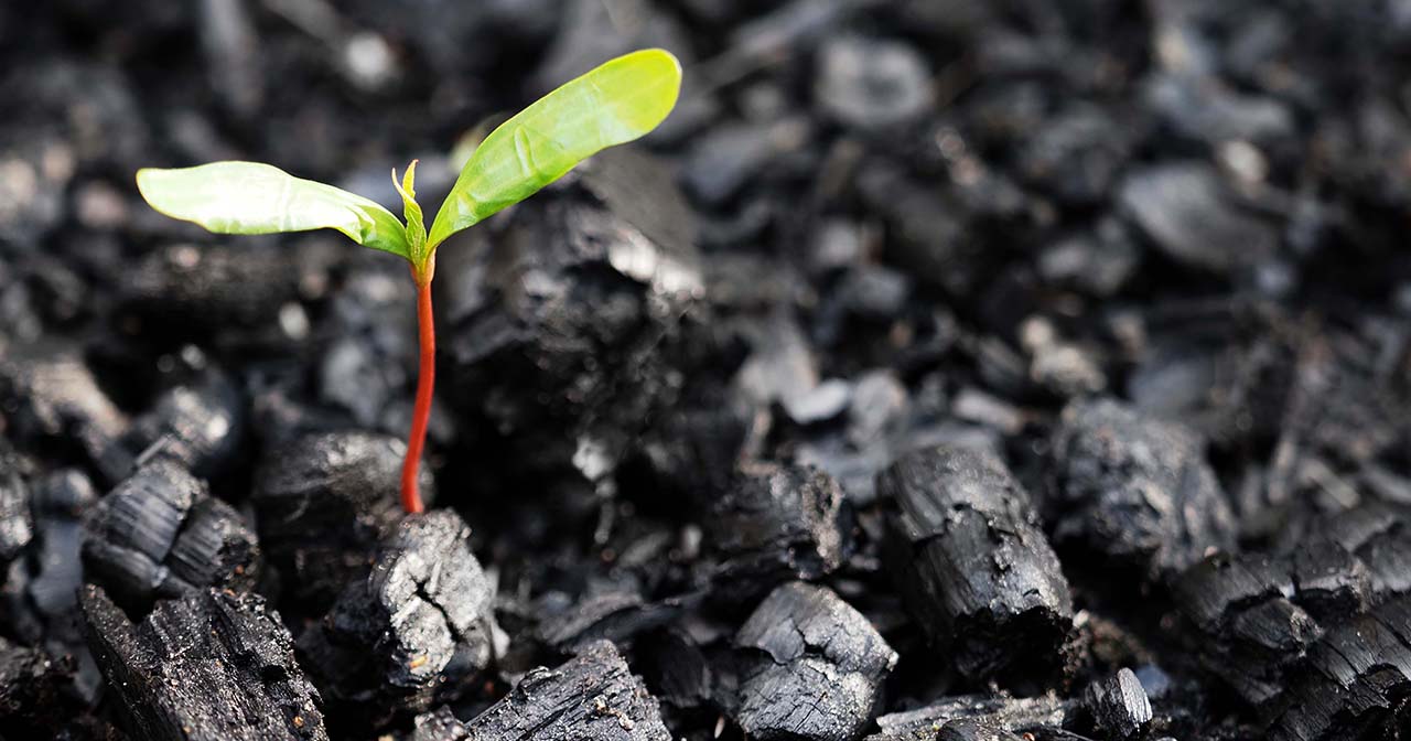 Beauty for Ashes, green sprout coming up through burnt ashes after a wildfire