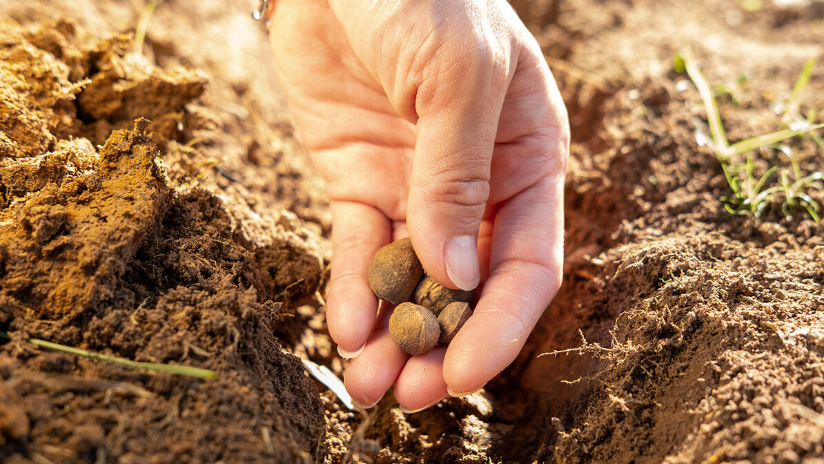 Sow Serve and See the Harvest