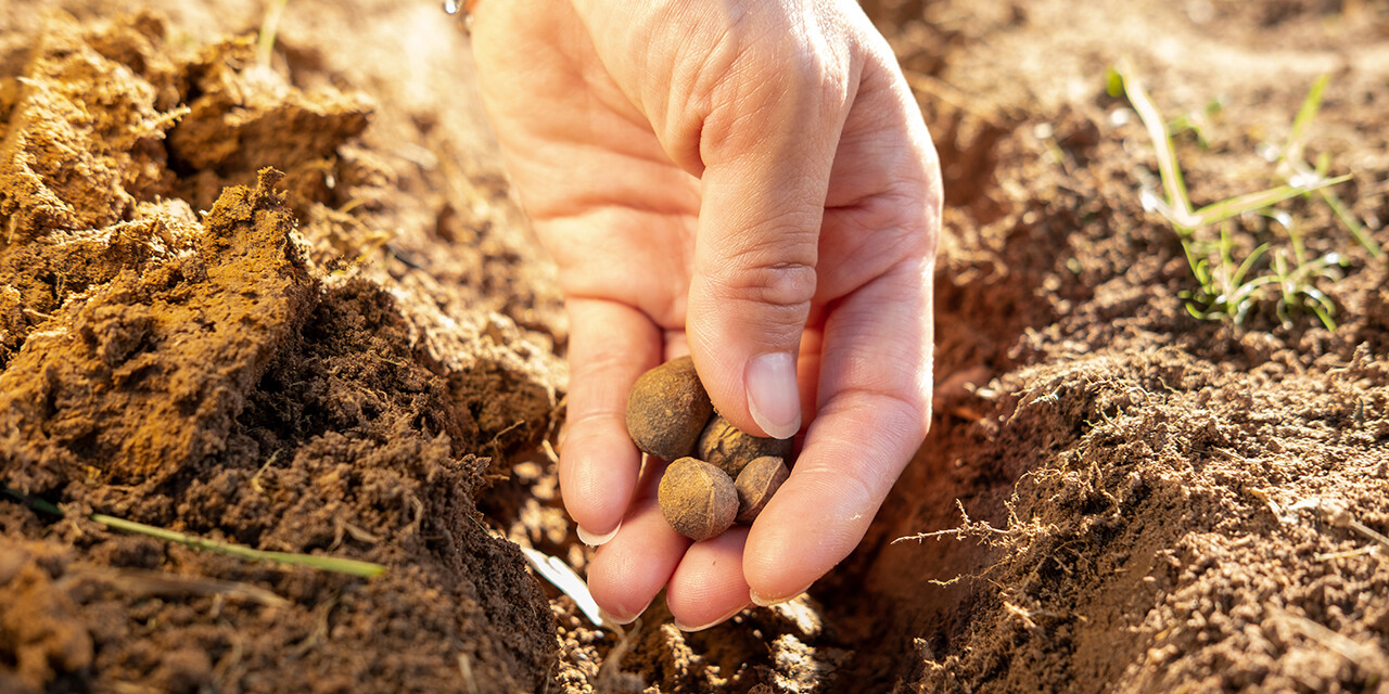 Sow Serve and See the Harvest