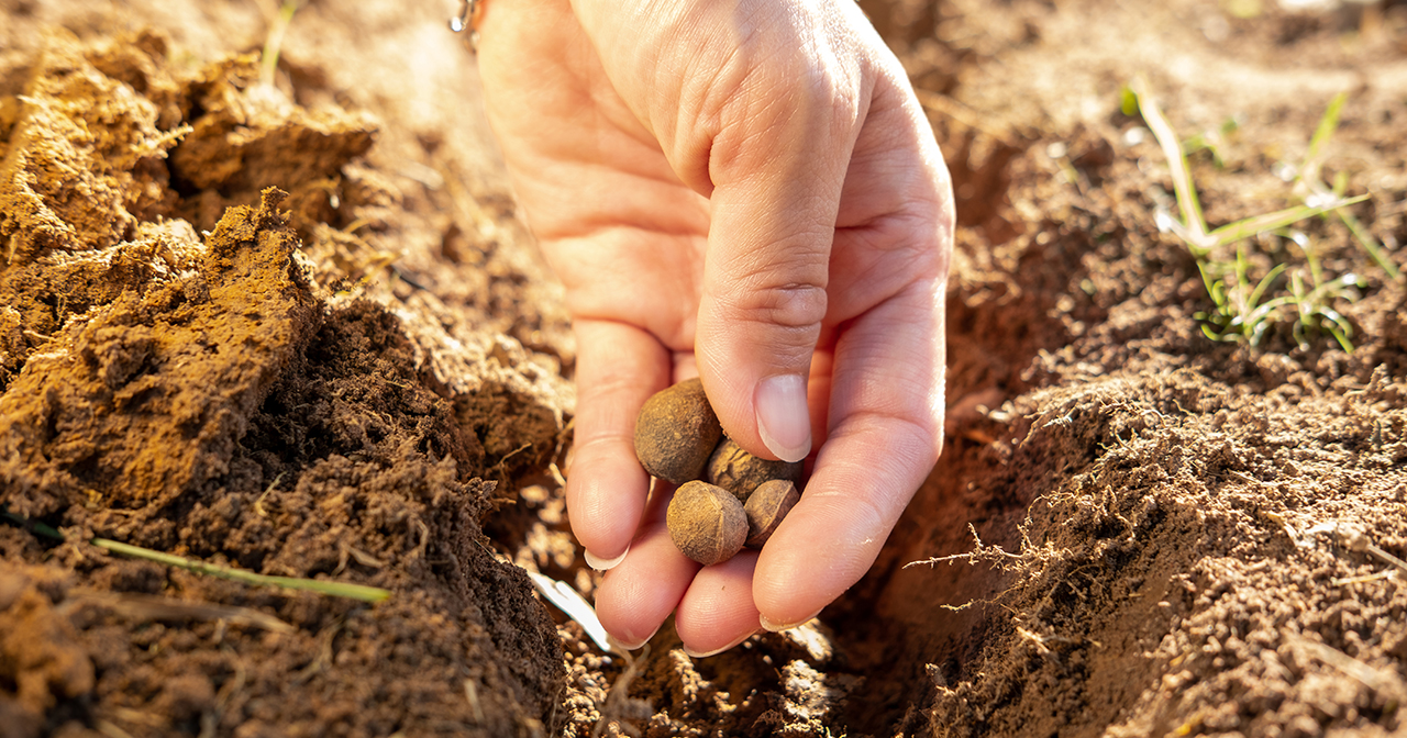 Sow Serve and See the Harvest