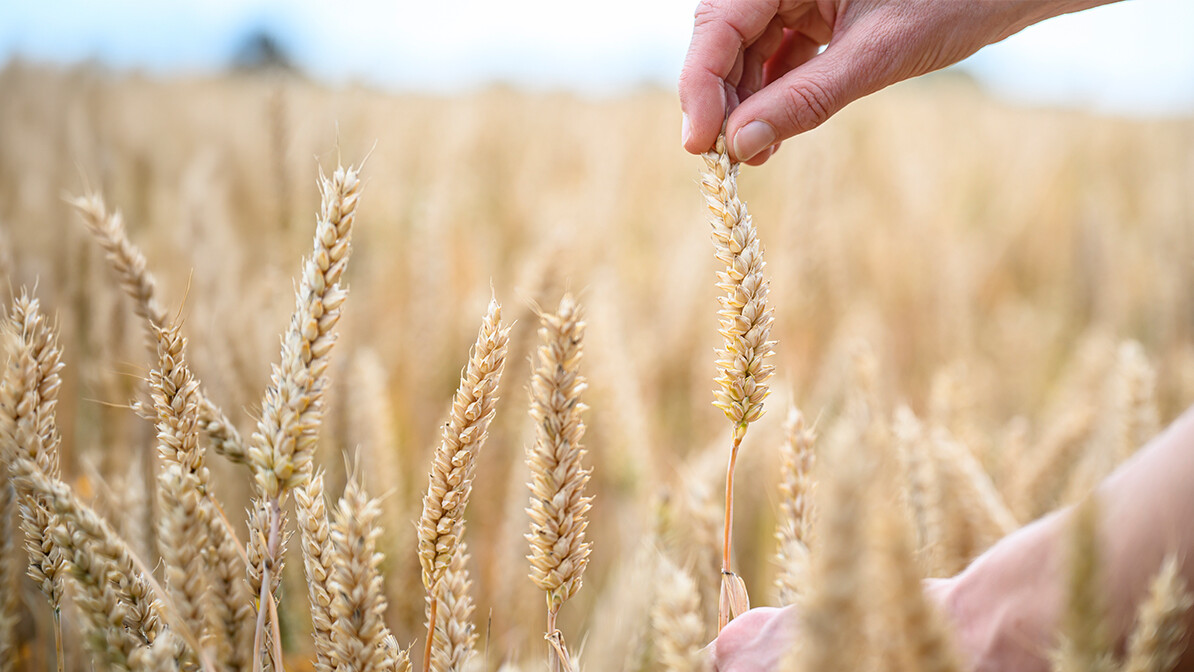 grain offering meaning Leviticus 2