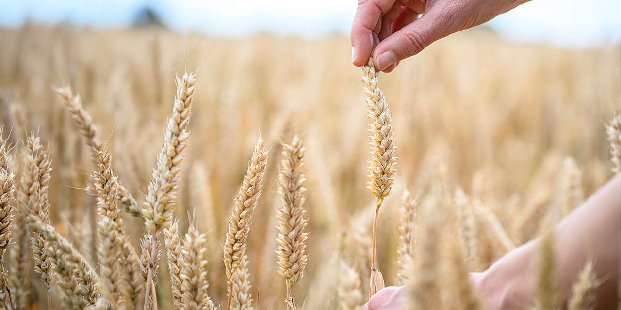 grain offering meaning Leviticus 2
