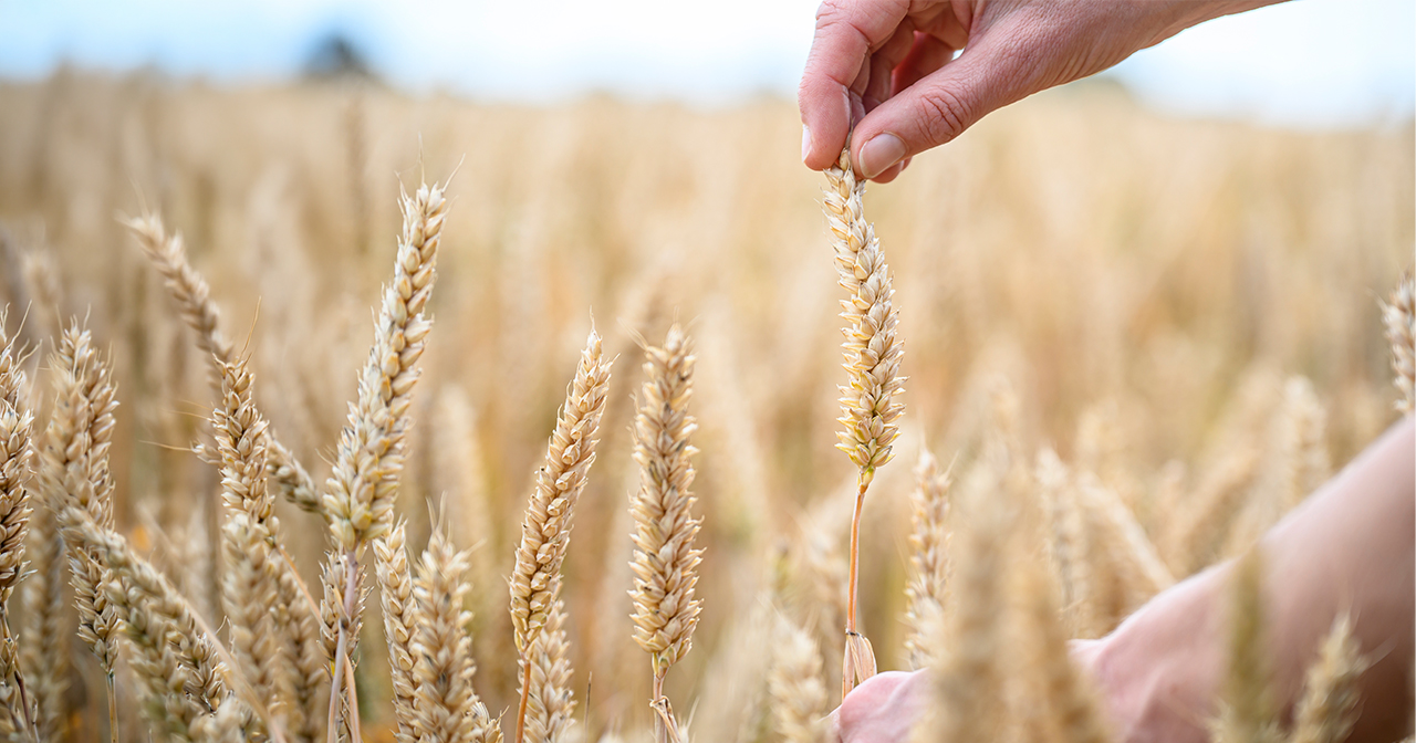 grain offering meaning Leviticus 2