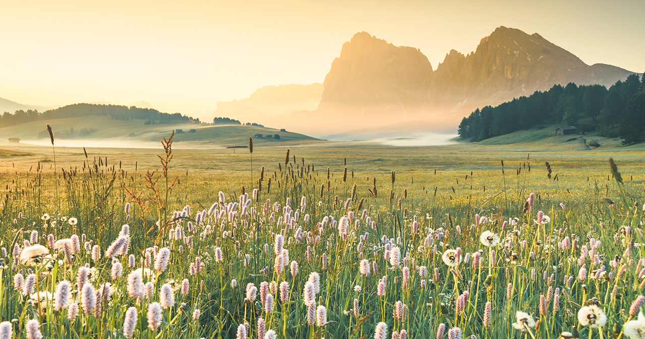 Field of flowers with fog-covered mountains in the distance.