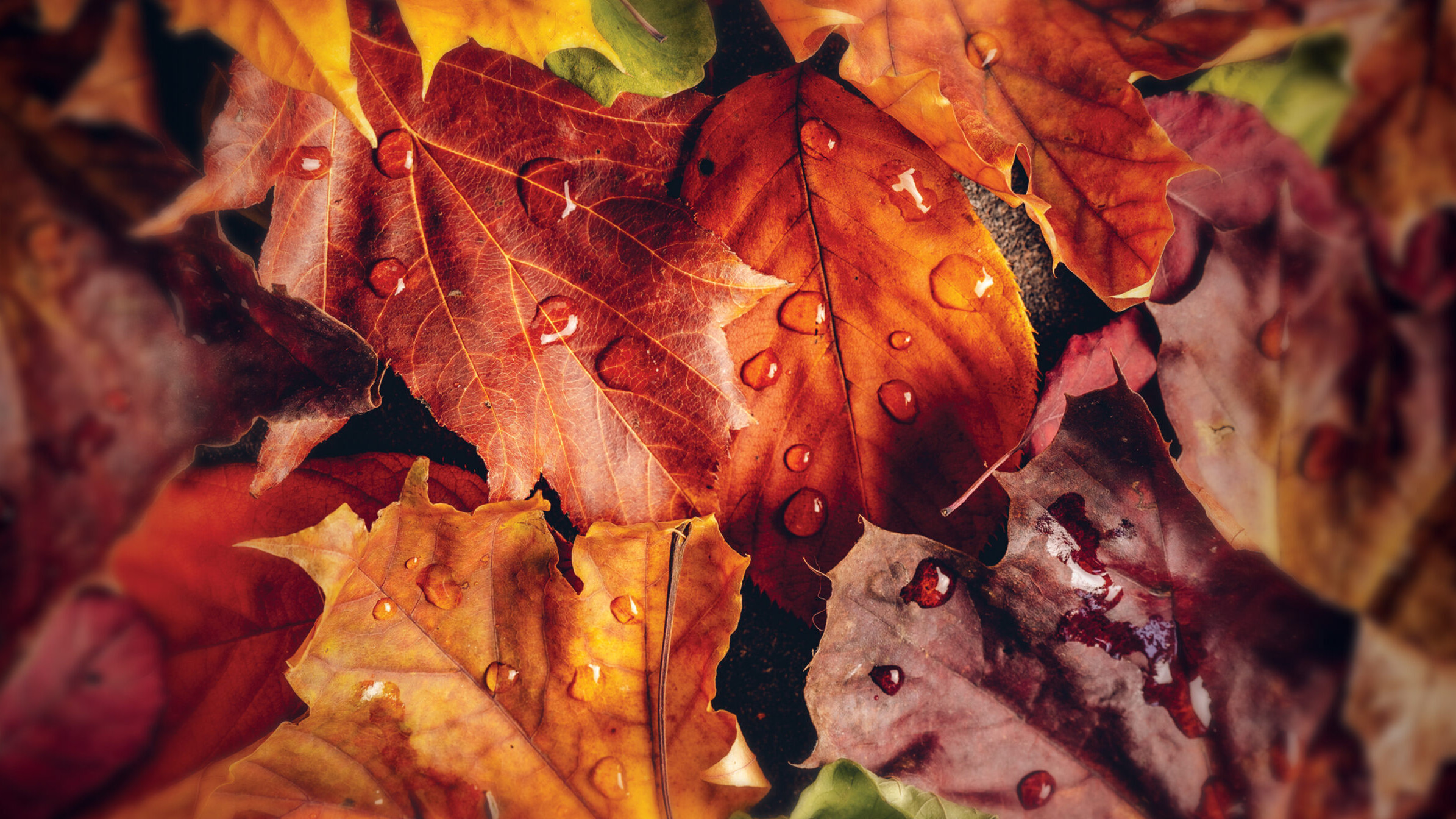 fall leaves on the ground; thank God in everything