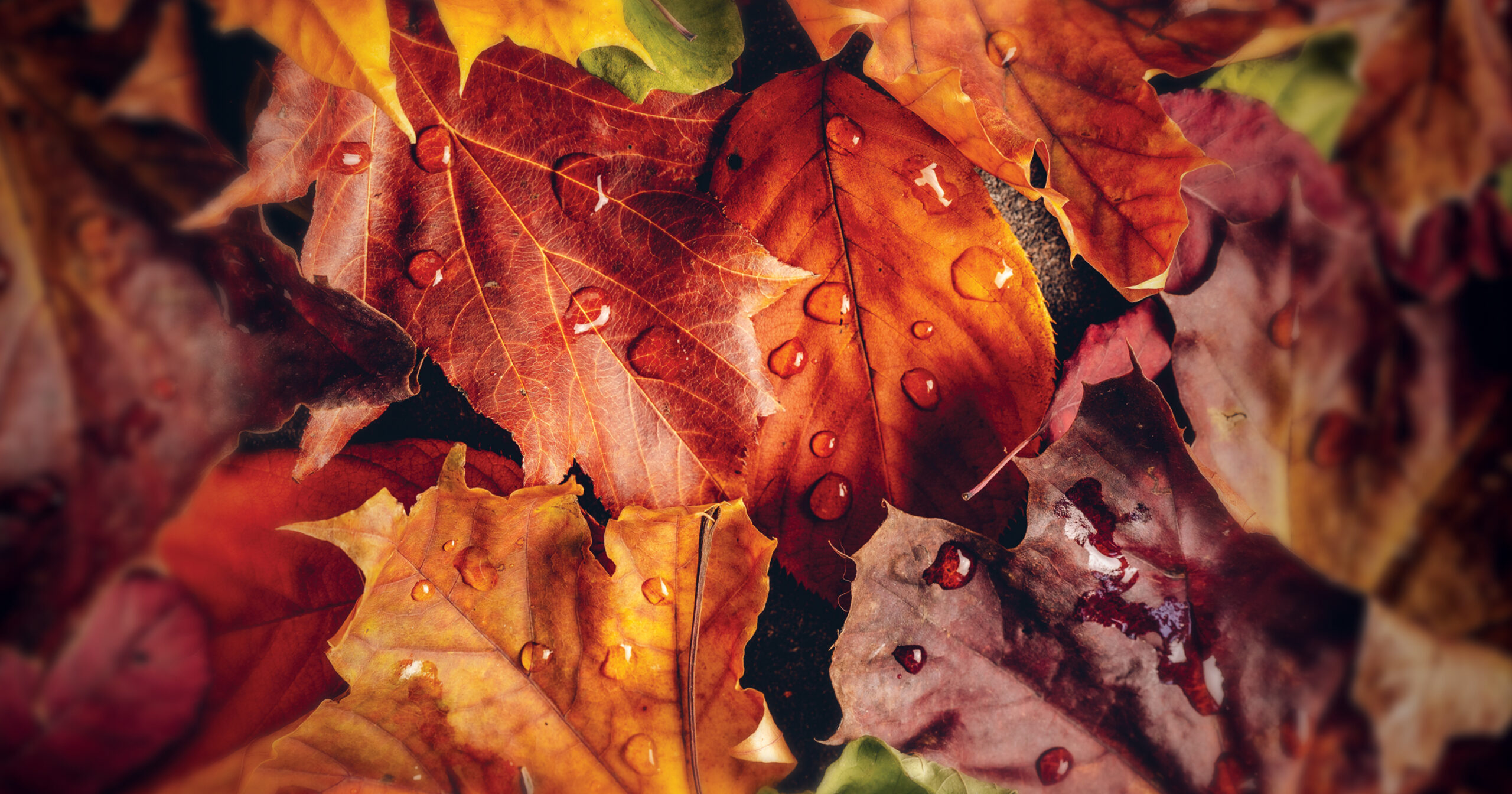 fall leaves on the ground; thank God in everything